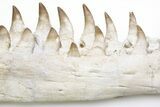Fossil Mosasaur Lower Jaws with Twenty-Five Teeth #214399-4